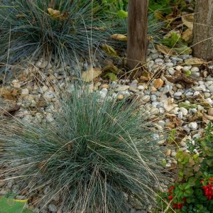 Kostrava sivá - Festuca glauca ´AZURIT´, kont. P9